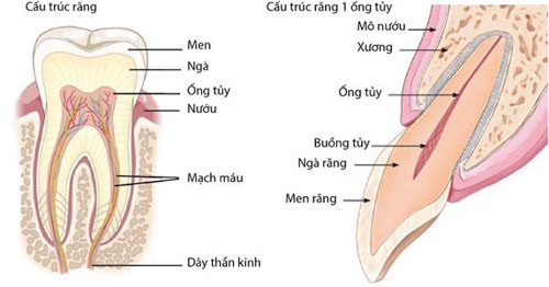 Cấu trúc răng cơ bản
